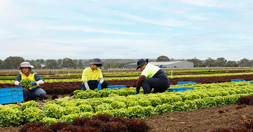 Alleged non-compliance identified in LHA inspections of farms in north-west Victoria