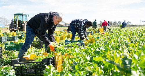 Payroll licence conditions imposed on horticulture provider to prevent potential worker exploitation