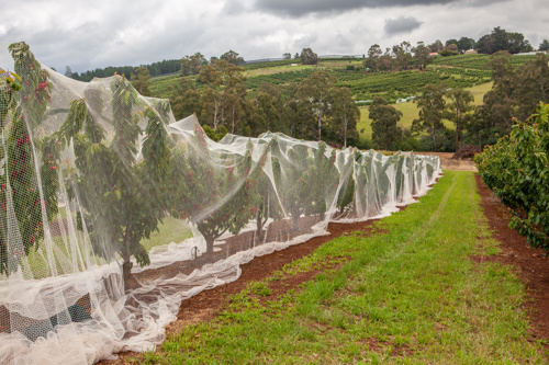 Dishonesty costs labour hire provider over $480,000