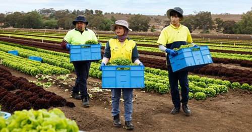 LHA horticulture workers campaign informs thousands of workers on their rights