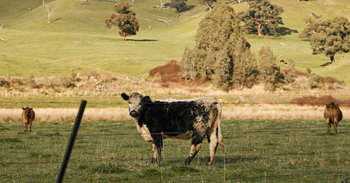 New agriculture and horticulture program – ‘Smarter, Safer Farms’