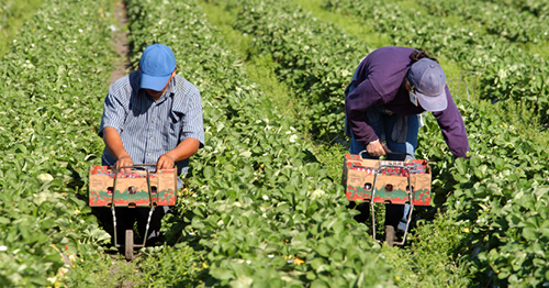 Changes to PALM scheme and new protections for migrant workers